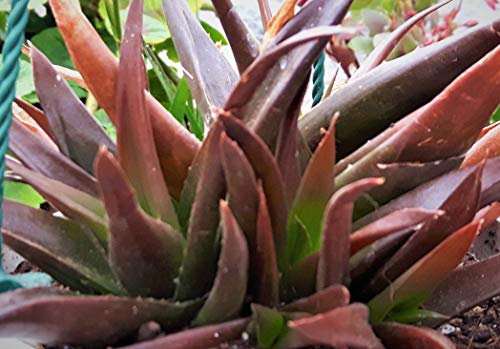 Black GEM Aloe Vera Clump Forming Non Hardy Succulent Useful Plant in Non Common Form in 7CM Pot