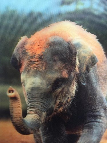 3D Postkarte Wackelbild Afrikanischer Elefant