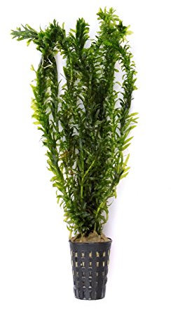 Deko im Trend Egeria densa Elodea densa Tropische Art Tropische Wasserpest im Topf Wasserpflanze Aquarium Aquariumpflanze