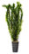 Deko im Trend Egeria densa Elodea densa Tropische Art Tropische Wasserpest im Topf Wasserpflanze Aquarium Aquariumpflanze