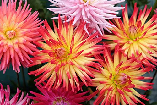 Kaktus-Dahlien 15 Samne, Dahlie Samen (Dahlia Cactus)