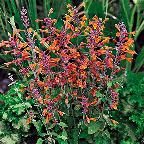 Pinkdose Semillas de 25 semillas de Agastache Aurantiaca, Tango Hummingbird Mint
