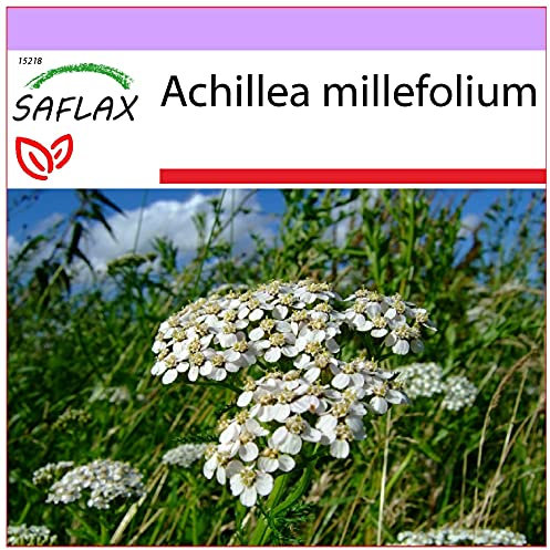 SAFLAX - Heilpflanzen - Schafgarbe - 200 Samen - Achillea millefolium