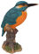 Eisvogel auf einem Baumstumpf, Wildvogelkollektion von Vivid Arts