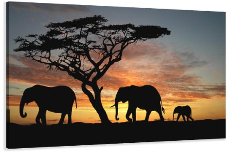 Visario Leinwandbild 120x80 cm 5066 Elefanten Afrika Savanne Sonnenuntergang Akazienbaum Wandbild Wohnzimmer Schlafzimmer Büro fertig aufgespannt Holzrahmen Leinwand Kunstdruck moderne Wanddekoration