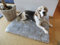 Engel Naturfelle Liegedecke Teppich für Katze und Hund Lammfell (Patch) 140x60cm Silber grau