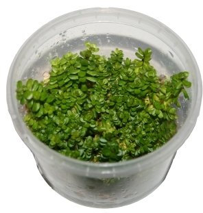 1 Dose Rotala rotundifolia in vitro, Wasserpflanzen steril angezogen