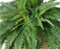 Helecho real gigante artificial con 85 cm de diámetro y 48 ramas de hojas – Planta de helecho XXL para colocar