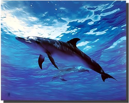 Delphin Bottlenose Underwater Bild Sea Life Tier Wanddekoration Kunstdruck Poster (16 x 20)