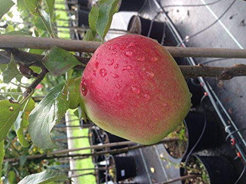Apfel Pirol Busch im 7,5 l Topf, 60 cm Stammhöhe