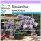 SAFLAX - Glicine africano - 15 semi - Bolusanthus speciosus