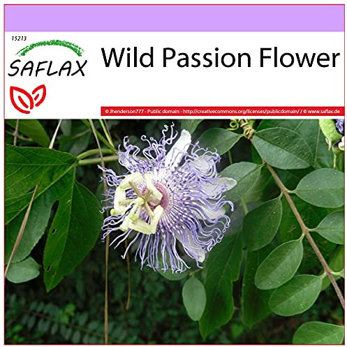 SAFLAX - Heilpflanzen - Passionsblume - 5 Samen - Passiflora incarnata