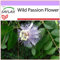 SAFLAX - Heilpflanzen - Passionsblume - 5 Samen - Passiflora incarnata