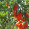 HeiÃŸe 300 GOJIBERRY Samen, Wolfberry Gou-gi-zi, Eibe, Lycium barbarum Goji Beere, Strauch Samen (essbare Frucht, Fast Growi