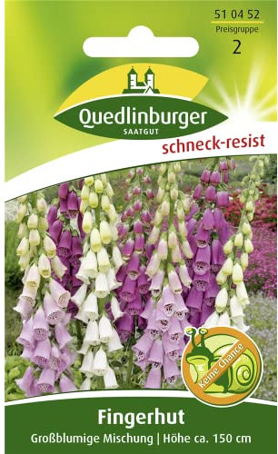 Fingerhut, Großblumige Mischung
