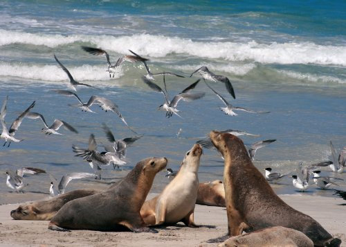 2 Postkarten Seelöwen und Möven am Sandstrand
