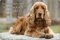 Nanyuk +++ Cocker Spaniel - Metall Warnschild Schild Hundeschild Sign - CKS 03 T2