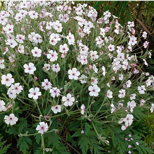 Plant World Seeds - Geranium Maderense 'Guernsey White' Seeds (Perennial Flower Seeds)