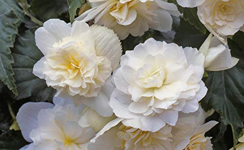 PREMIER SEEDS DIRECT - Begonia Tuberous - Illumination - White F1-15 PELLETS