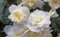 PREMIER SEEDS DIRECT - Begonia Tuberous - Illumination - White F1-15 PELLETS