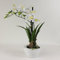 Orchidee-Dendrobium weiß in weißer Schale 40 cm