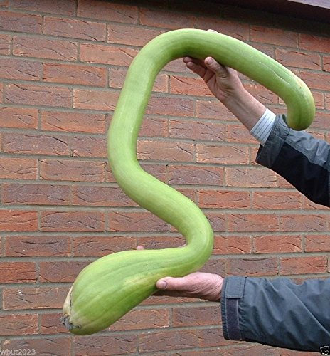 Pinkdose 25 Samen Klettern Zucchini, Trombocino, Zucchetta Rampicante, Italienische Posaune Squash