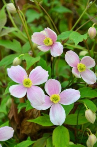 Berg - Waldrebe Clematis montana Mayleen 80 cm hoch im 3 Liter Pflanzcontainer