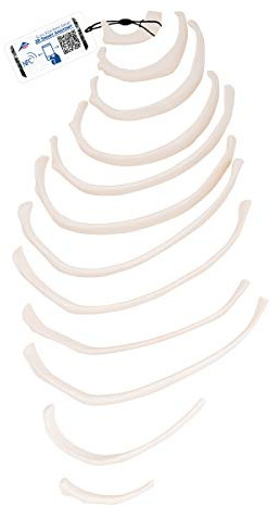 3B Scientific® Menschliches Rippenmodell – Anatomiemodell mit 12 losen Rippen, Langlebiges PVC + Smart Anatomy App (5 Jahre Garantie)