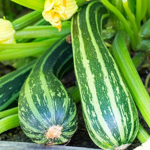 PREMIER SEEDS DIRECT - Italian COURGETTE - STRIATO D'ITALIA - 40 Finest Seeds