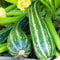 PREMIER SEEDS DIRECT - Italian COURGETTE - STRIATO D'ITALIA - 40 Finest Seeds