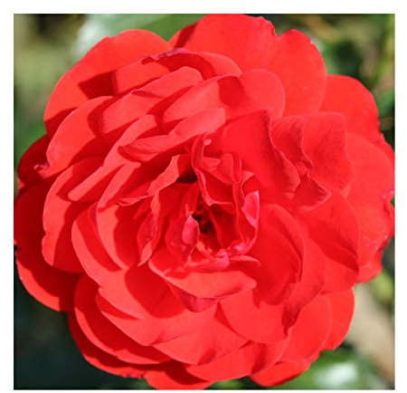 Rosa Bush Rose Floribunda 'Trumpeter' Plant