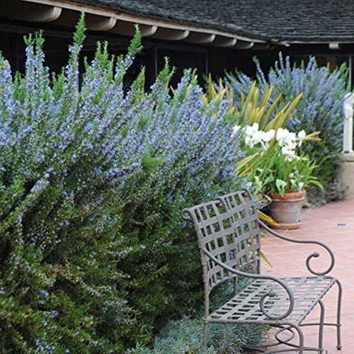 Rosmarinus officinalis Tuscan Blue Rosemary Evergreen Garden Shrub Plant in Pot (9cm Pot, 15-25cm)