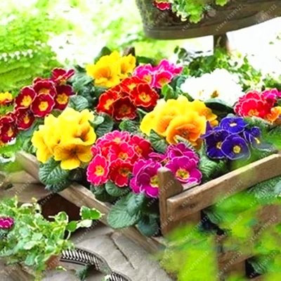 Originalverpackung 30pcs / bag Primel-Samen, Primel Primel, Bonsai-Blumensamen, professionelle Packung Saatgut Topfpflanze für den Garten zu Hause