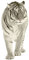 GRAZDesign Wandtattoo Tiger laufend | Wandaufkleber Afrika | Wandsticker Deko Aufkleber 3d - 124x57cm