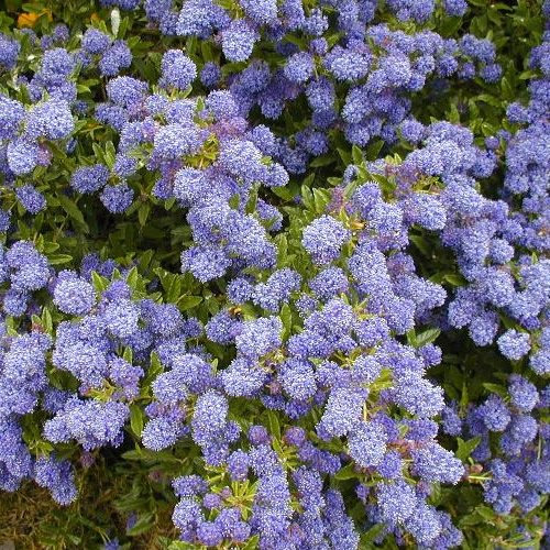 Ceanothus Blue Mound Evergreen Shrub Outdoor Hardy Flowering Garden Plant in Pot (9cm Pot, 20-30cm)