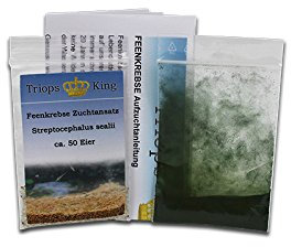 Triops King Feenkrebse Streptocephalus sealii Urzeitkrebse Starter Set 50 Eier Deutsch