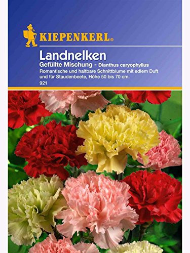 Dianthus caryophyllus Landnelken gefüllte Mischung