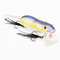 Roy Fishers Die Ratte - Blue Edition