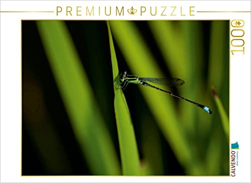 CALVENDO Puzzle EIN Motiv aus dem Kalender Zarte Schönheiten - Libellen Malaysias | 1000 Teile Lege-Größe 64 x 48 cm Foto-Puzzle für glückliche Stunden