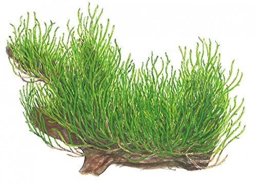 Tropica Mousse Flamme 1-2-grow - Taxiphyllum 'Flame' - in Vitro - Live Plante pour aquarium