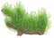 Tropica Mousse Flamme 1-2-grow - Taxiphyllum 'Flame' - in Vitro - Live Plante pour aquarium