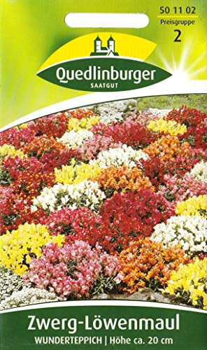 Zwerg Löwenmaul, Wunderteppich, Antirrhiunum majus, ca. 240 Samen