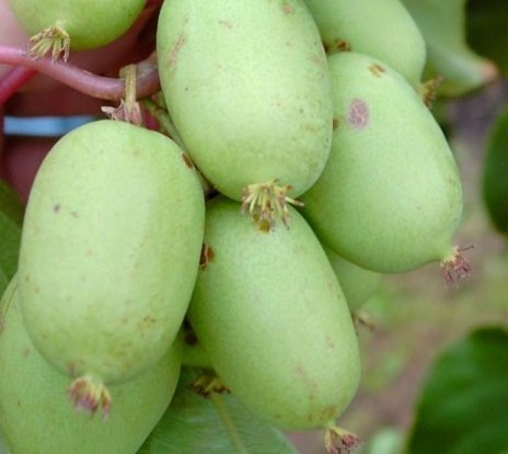 Bayern-Kiwi-Set: männliche und weibliche Pflanze, Actinidia arguta
