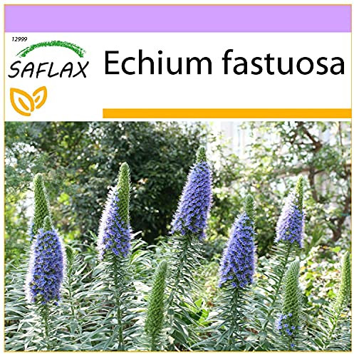 SAFLAX - Blauer - Natternkopf - 100 Samen - Echium fastuosa