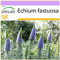 SAFLAX - Blauer - Natternkopf - 100 Samen - Echium fastuosa