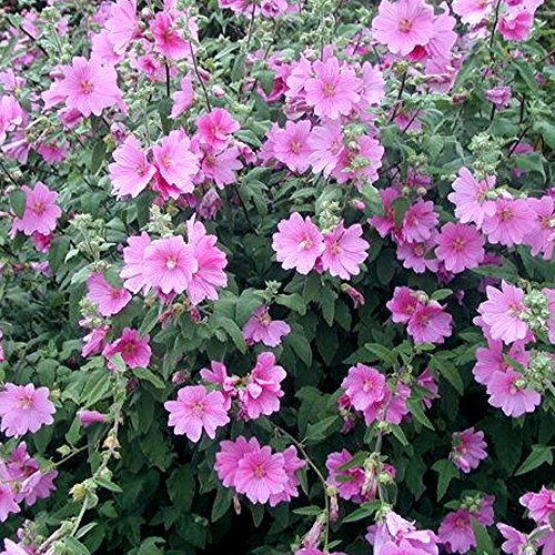 3 X LAVATERA 'ROSEA' Tree Mallow SEMI-Evergreen Shrub Hardy Plant in Pot