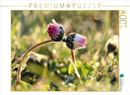 CALVENDO Puzzle Die Umarmung der Gänseblümchen im Morgentau | 1000 Teile Lege-Größe 64 x 48 cm Foto-Puzzle für glückliche Stunden
