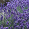 Jardin Lavande Anglais 200 graines