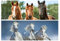 1x 3D Lesezeichen Pferde 15x5cm Tiere Wackelbild Wackelkarte Buchzeichen Bookmark Bücher Buch