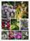 100 Stk/Packung Clematis Hybridas, Clematis Samen, Klematis Blumen - Mix Farbe